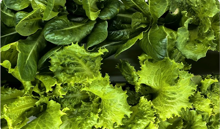 Dense fresh lettuce grown in Cubictree