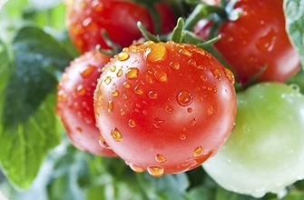 Cherry tomatoes grown in Cubictree